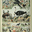 Decoration 8x10 Poster.French Adolphe Millot Nature illustration.Exotic Birds.9657 Decoration 8x10 Poster.French Adolphe Millot Nature illustration.Exotic Birds.9657