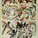 Decoration 8x10 Poster.French Adolphe Millot Nature illustration.Exotic Birds.9658 Decoration 8x10 Poster.French Adolphe Millot Nature illustration.Exotic Birds.9658