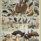 Decoration 8x10 Poster.French Adolphe Millot Nature illustration.Exotic Birds.9659 Decoration 8x10 Poster.French Adolphe Millot Nature illustration.Exotic Birds.9659