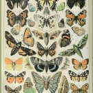 Decoration 8x10 Poster.French Adolphe Millot Nature illustration.Butterflies.9660 Decoration 8x10 Poster.French Adolphe Millot Nature illustration.Butterflies.9660