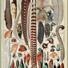 Decoration 8x10 Poster.French Adolphe Millot Nature illustration.Feathers exotic.9662