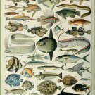 Decoration 8x10 Poster.French Adolphe Millot Nature illustration.Fish.9663