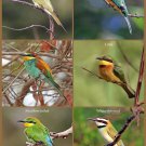 Decoration 8x10 Poster.6 Bird pictures in one.9673 Decoration 8x10 Poster.6 Bird pictures in one.9673