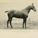 Decoration 8x10 Poster.Bistouri Race horse.Bisturi french pic.9720 Decoration 8x10 Poster.Bistouri Race horse.Bisturi french pic.9720