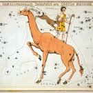 Decorative 8x10 Poster.Home wall decor.Camelopardis Tarandus Custos Messium.7942
