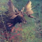 Decorative 8x10 Poster.Home wall nature decor.Albert Bierstadt Moose.7975