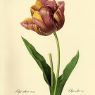 Decorative 8x10 Poster.Home wall decor.Tulip flower book illustration.8046 Decorative 8x10 Poster.Home wall decor.Tulip flower book illustration.8046