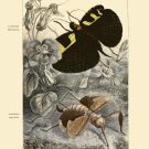 Decoration 8x10 Poster.Room art wall design.Insect science.9131