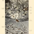 Decoration 8x10 Poster.Room art wall design.Insect science.9132