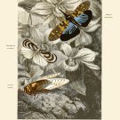 Decoration 8x10 Poster.Room art wall design.Insect science.9133