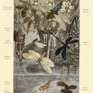 Decoration 8x10 Poster.Room art wall design.Insect science.9136 Decoration 8x10 Poster.Room art wall design.Insect science.9136