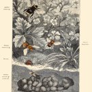 Decoration 8x10 Poster.Room art wall design.Insect science.9138