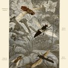 Decoration 8x10 Poster.Room art wall design.Insect science.9144