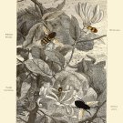Decoration 8x10 Poster.Room art wall design.Insect science.9145