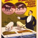 Decoration 8x10 Poster.Room art wall design.Circus smart pigs.9211