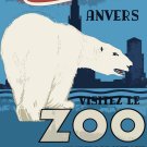 Decoration 11x14 Poster.Room art wall design.Anvers Zoo Polar bear.9124