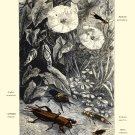 Decoration 11x14 Poster.Room art wall design.Insect science.9130 Decoration 11x14 Poster.Room art wall design.Insect science.9130