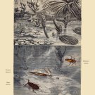 Decoration 11x14 Poster.Room art wall design.Insect science.9134 Decoration 11x14 Poster.Room art wall design.Insect science.9134
