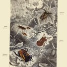 Decoration 11x14 Poster.Room art wall design.Insect science.9135