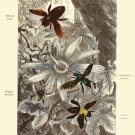 Decoration 11x14 Poster.Room art wall design.Insect science.9139