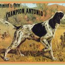 Decoration 16x20 Poster.Room art wall design.Pointier dog.Champion.8963