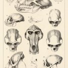 Decoration 16x20 Poster.Room art wall design.Mammals skulls.9029