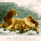 Decoration 16x20 Poster.Room art wall design.Lion and cubs.9100