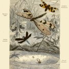 Decoration 16x20 Poster.Room art wall design.Insect science.9137 Decoration 16x20 Poster.Room art wall design.Insect science.9137