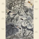 Decoration 16x20 Poster.Room art wall design.Insect science.9140