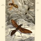 Decoration 16x20 Poster.Room art wall design.Insect science.9141