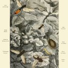 Decoration 16x20 Poster.Room art wall design.Insect science.9142