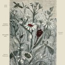 Decoration 16x20 Poster.Room art wall design.Insect science.9143