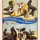 Decoration 16x20 Poster.Room art wall design.Circus.Musical Seals.9231