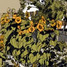 16x20 Poster decor.Room art wall design.Jugend Youth magazine Sunflowers.9449