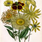 3548.Botanical Sunflower flower POSTER.Science name.Home Room Art decoration