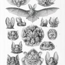 12005.Decoration Poster.Home interior design.Room wall art decor.Bat types