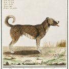 12223.Decoration POSTER.Room interior wall art.Science illustration.Pet shop dog