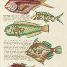 12202.Decoration POSTER.Room interior wall decor.Nature illustration.Fish art
