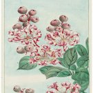 7803.Decoration Poster.Home Room wall interior art design.Japanese flower decor