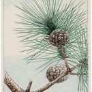 7806.Decoration Poster.Home Room wall interior art design.Japanese pine decor
