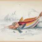 8622.Decoration Poster.Home Room wall art design.Fishing.Mailed Gurnard fish