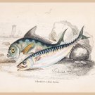 8629.Decoration Poster.Home Room wall art design.Fishing.Mackarel Ray Bream fish