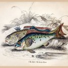 8620.Decoration Poster.Home Room wall art design.Fishing.Ruffe Weever fish decor
