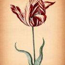 8492.Decoration Poster.Home Room wall interior art design.Flower beauty decor