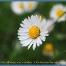 8345.Decoration Poster.Home Room wall design art print.Wisdom.Inspiration flower
