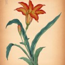 8494.Decoration Poster.Home Room wall interior art design.Flower beauty decor