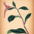 8495.Decoration Poster.Home Room wall interior art design.Flower beauty decor