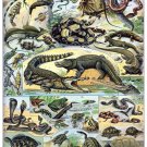 8179.Decoration Poster.Home Room wall.Designer art print.Reptilarium.Alligators