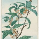 7800.Decoration Poster.Home Room wall interior art design.Japanese plant decor