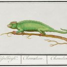 12228.Decoration POSTER.Room interior wall art.Science illustration.Chameleon